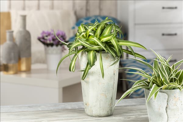 Chlorophytum comosum 'Bonnie'
