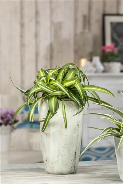 Chlorophytum comosum 'Bonnie'