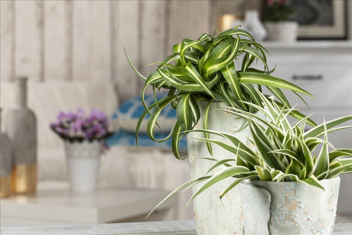 Chlorophytum comosum 'Bonnie'