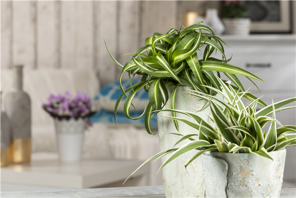 Chlorophytum comosum 'Ocean'