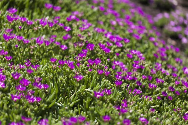 Delosperma cooperi