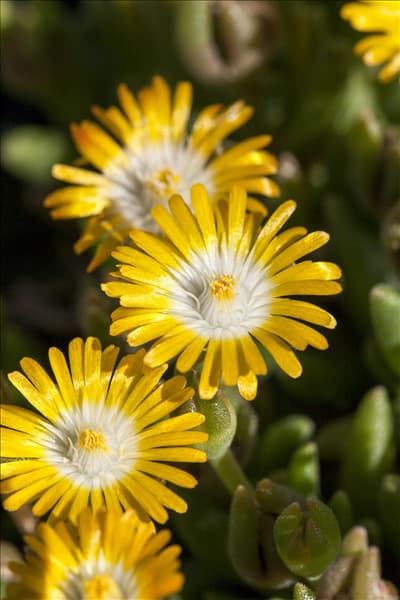 Delosperma congestum 'Golden Nugget'