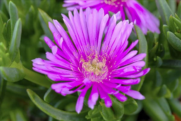 Delosperma cooperi
