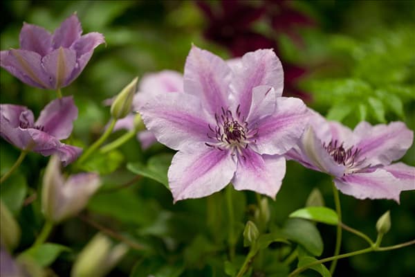 Clematis 'Nelly Moser'