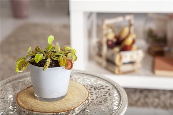 Dionaea muscipula