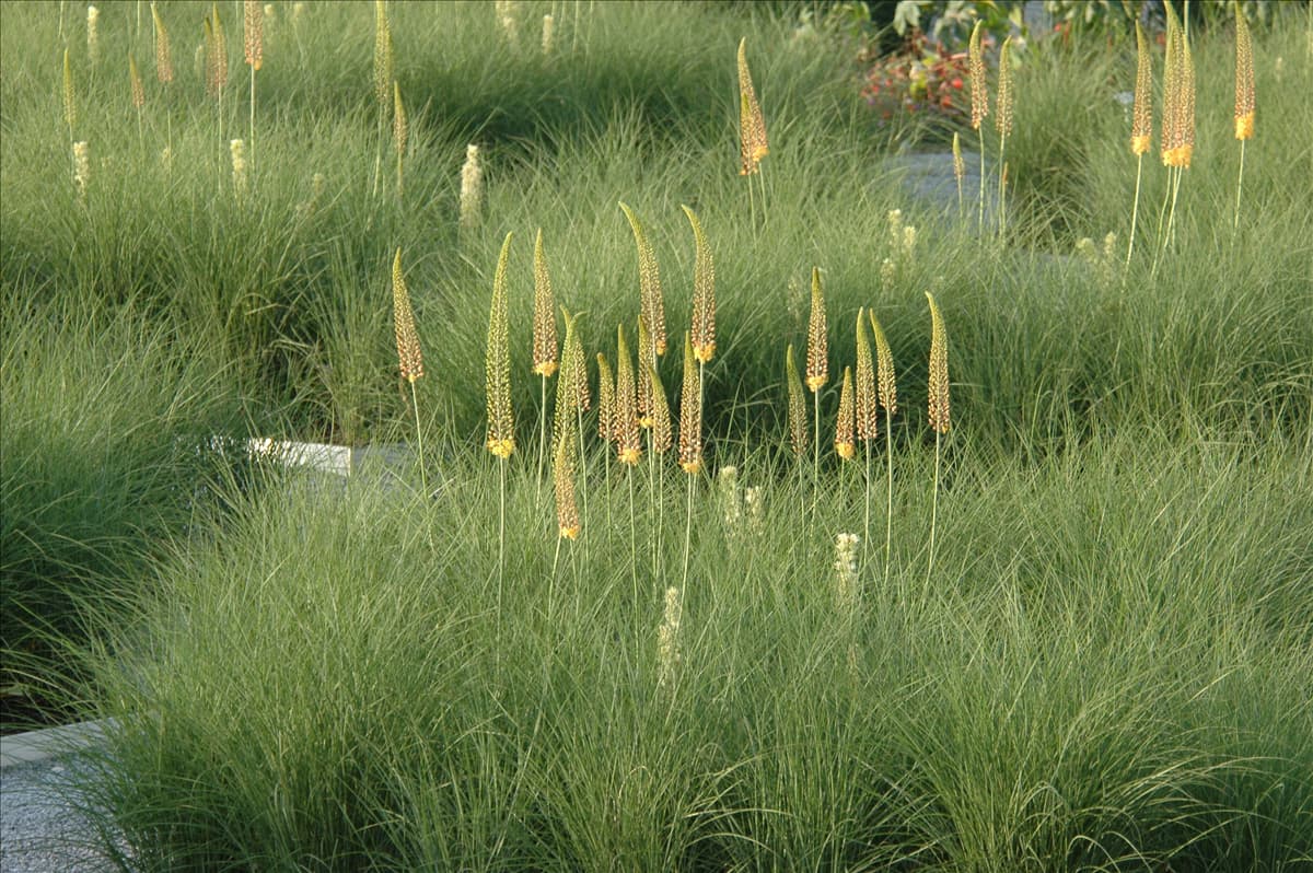 Eremurus 'Ruiter-Hybride'