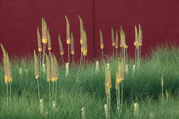 Eremurus 'Ruiter-Hybride'