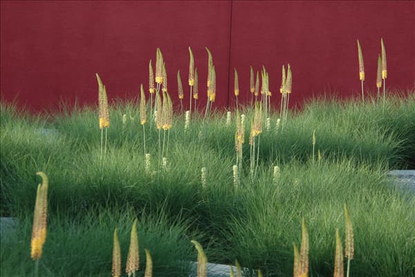 Eremurus 'Ruiter-Hybride'