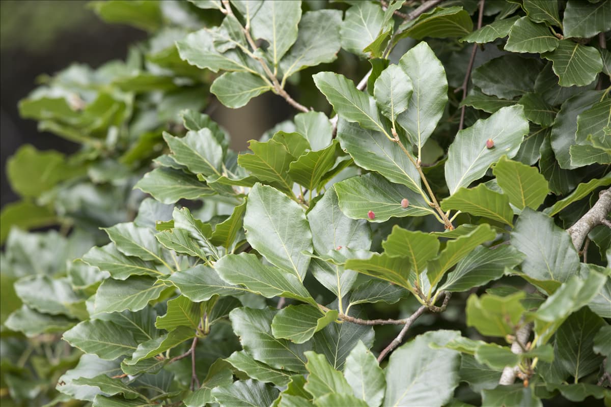 Fagus sylvatica 'Tortuosa'