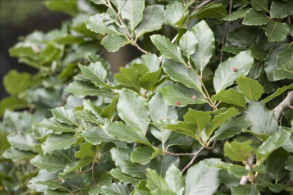 Fagus sylvatica 'Tortuosa'