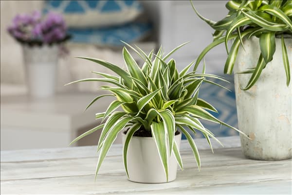 Chlorophytum comosum 'Ocean'
