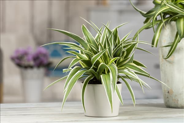 Chlorophytum comosum 'Ocean'