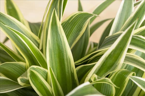 Chlorophytum comosum 'Ocean'