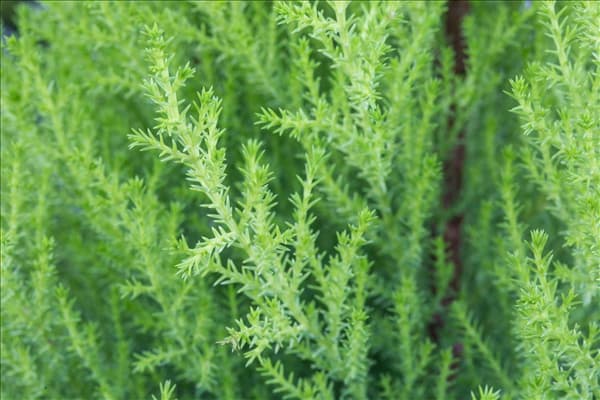 Cupressus macrocarpa 'Goldcrest'
