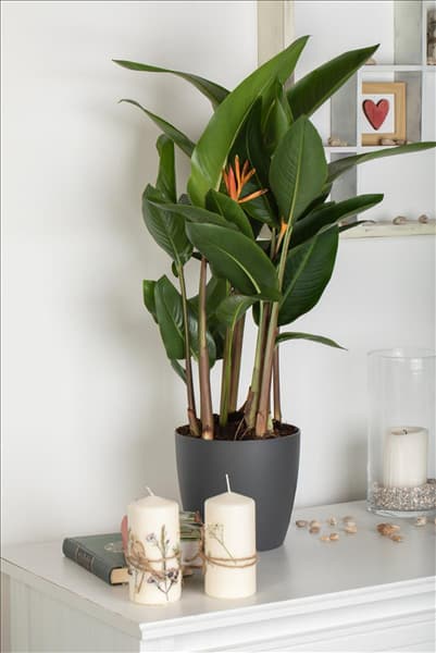 Heliconia psittacorum