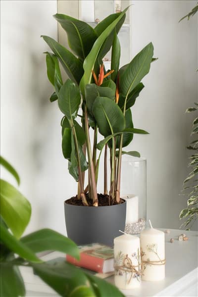 Heliconia psittacorum