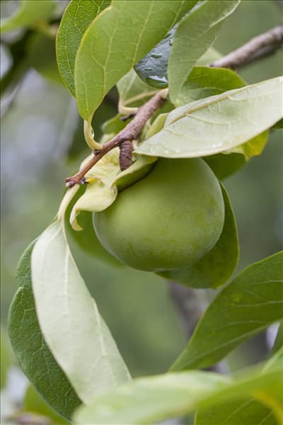 Diospyros kaki
