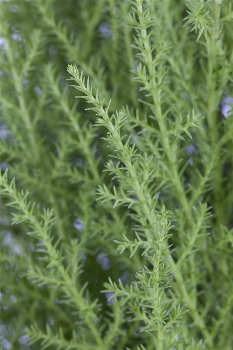 Cupressus macrocarpa 'Wilma'
