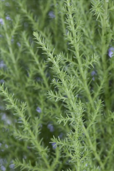 Cupressus macrocarpa 'Wilma'