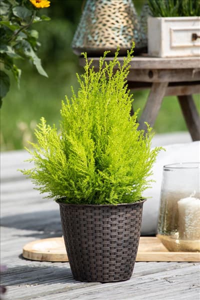 Cupressus macrocarpa 'Wilma'