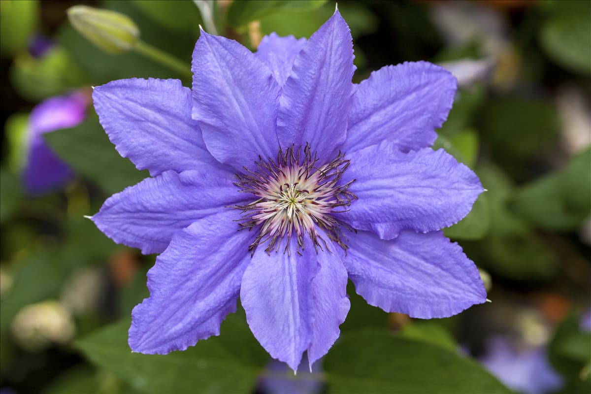 Clematis 'Parisienne'
