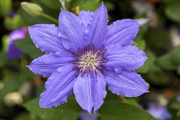 Clematis 'Parisienne'
