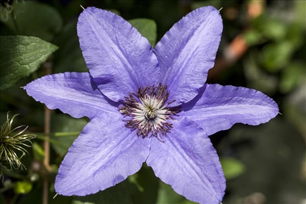 Clematis 'Parisienne'