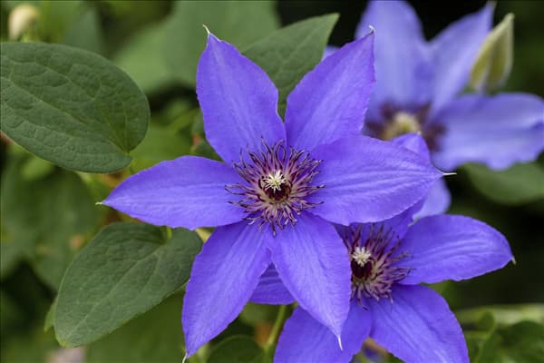 Clematis 'Parisienne'