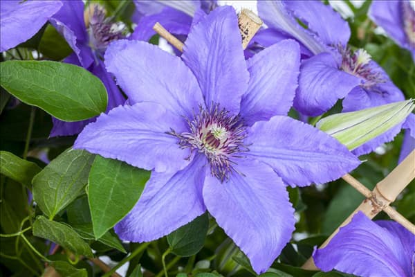 Clematis 'Parisienne'