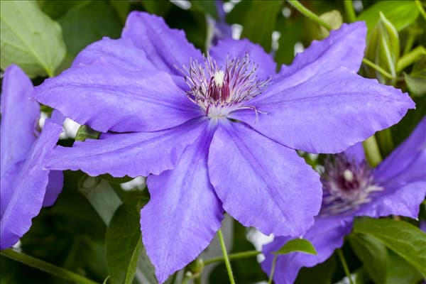 Clematis 'Parisienne'