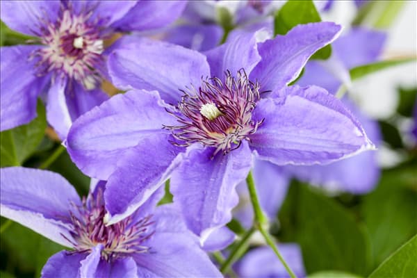 Clematis 'Parisienne'