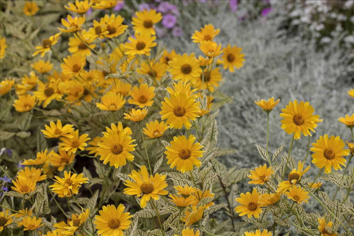 Heliopsis helianthoides var. scabra 'Sole d´Oro'