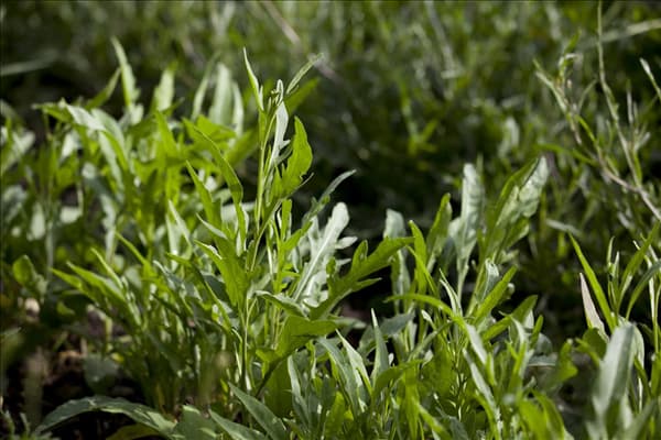 Diplotaxis tenuifolia