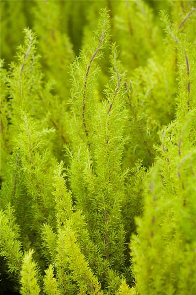 Erica arborea