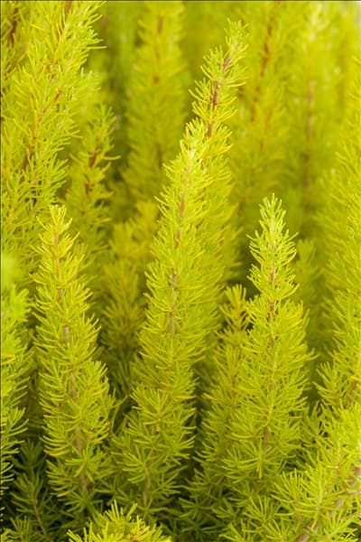 Erica arborea