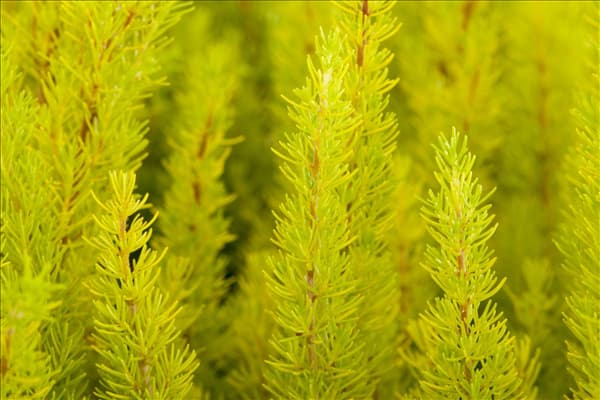 Erica arborea