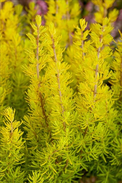 Erica arborea