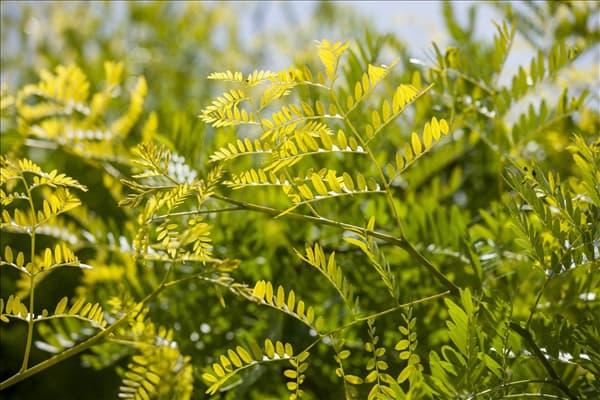 Gleditsia triacanthos 'Sunburst'