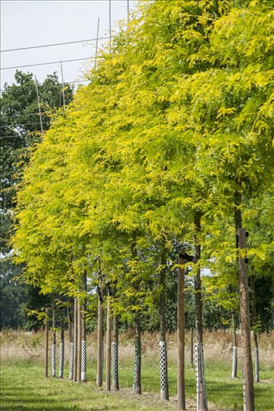 Gleditsia triacanthos 'Sunburst'