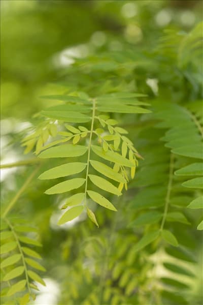 Gleditsia triacanthos 'Sunburst'