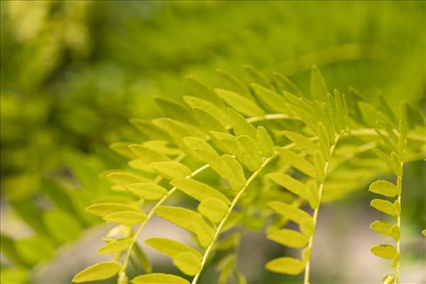 Gleditsia triacanthos 'Sunburst'