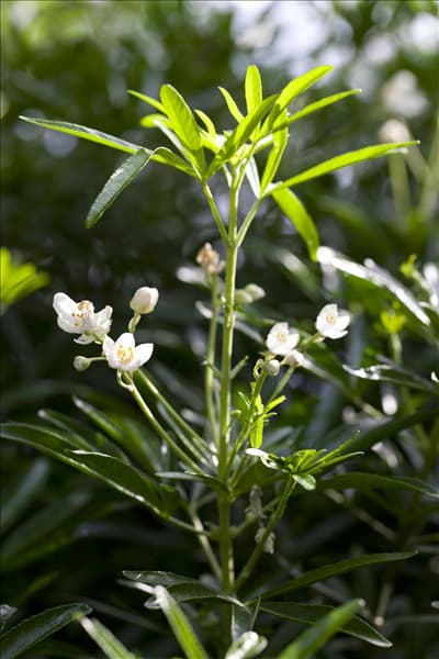 Choisya ternata