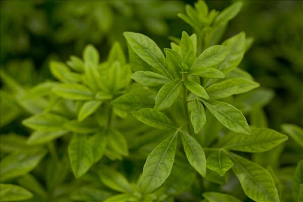 Choisya ternata