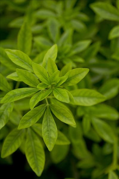 Choisya ternata