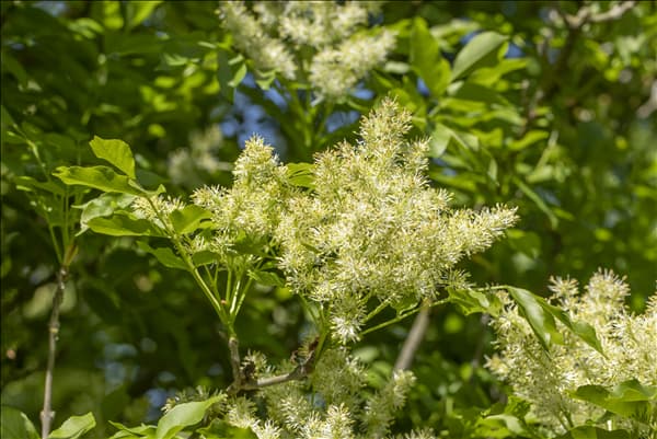 Fraxinus ornus 'Obelisk'
