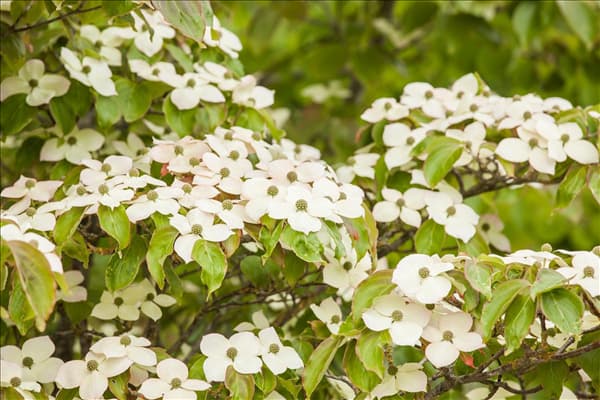 Cornus kousa