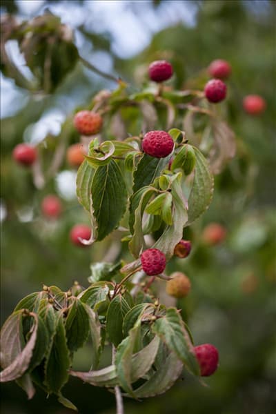 Cornus kousa