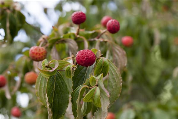 Cornus kousa