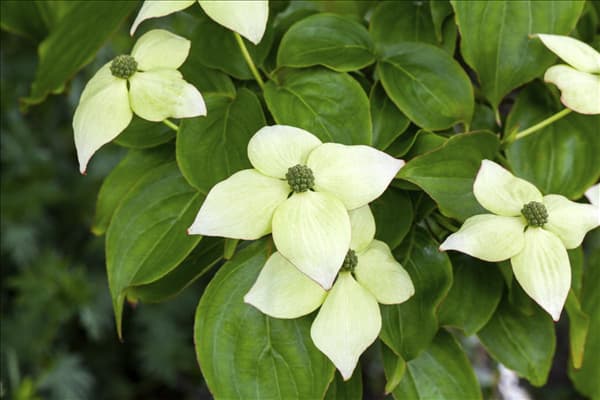 Cornus kousa