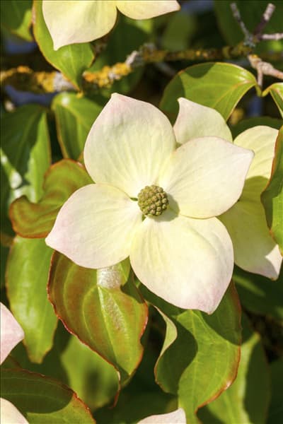 Cornus kousa